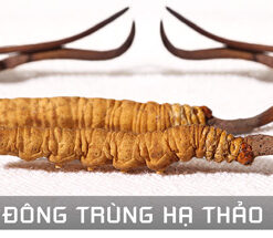 ĐÔNG TRÙNG HẠ THẢO