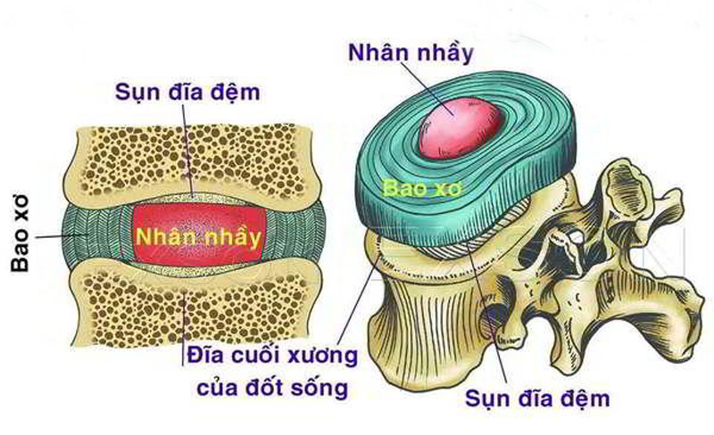 giai-phau-chuc-nang-dia-dem-cot-song