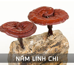 NẤM LINH CHI